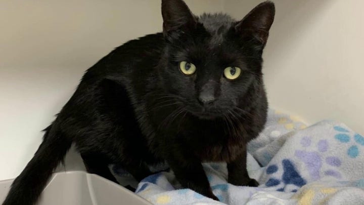 Vermont woman is reunited with missing cat after over five months