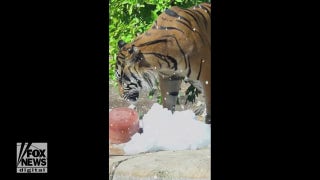 Animals enjoy summertime snow day at Phoenix Zoo - Fox News