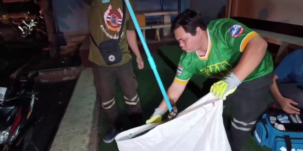 Elderly man fights off snake by biting it | Fox News Video