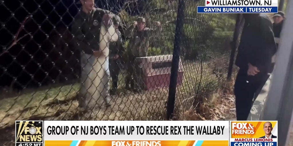 NJ boys recount heroic rescue of wallaby after it escaped farm