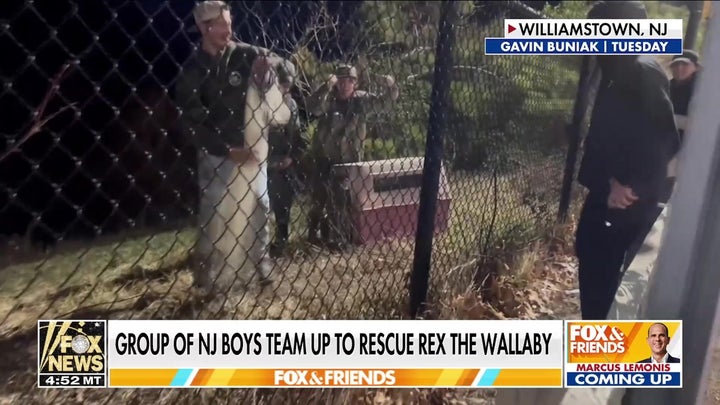 NJ boys recount heroic rescue of wallaby after it escaped farm