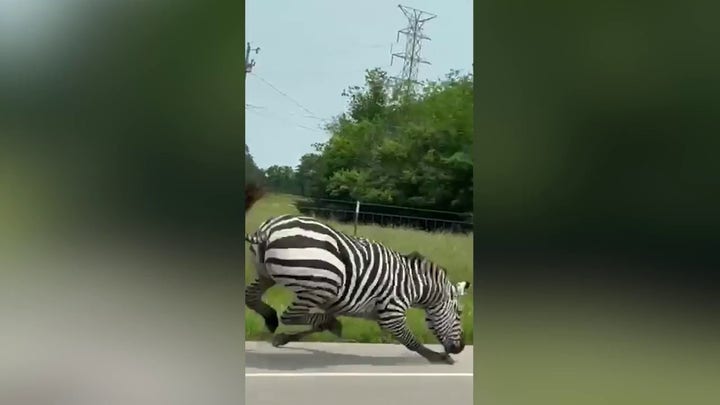 Escaped zebra caught on video scampering alongside roadway