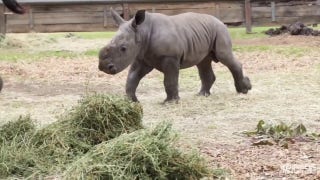 Baby rhino at zoo catches the 'zoomies' in adorable video - Fox News