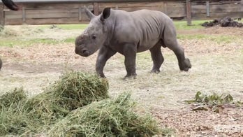 Baby rhino at zoo catches the 'zoomies' in adorable video