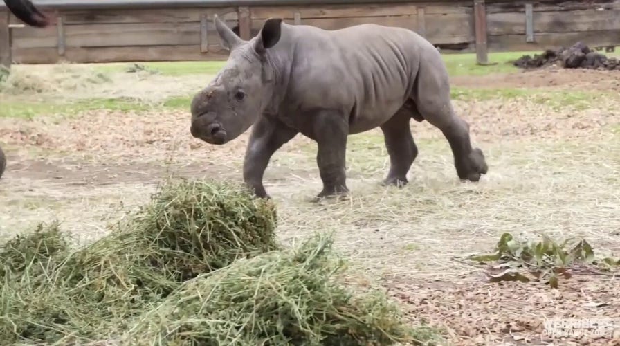 Baby rhino at zoo catches the 'zoomies' in adorable video