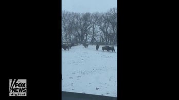 Buffalos seen playing in snowy field