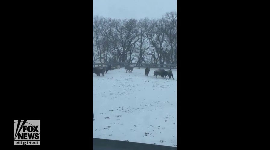 Buffalos seen playing in snowy field