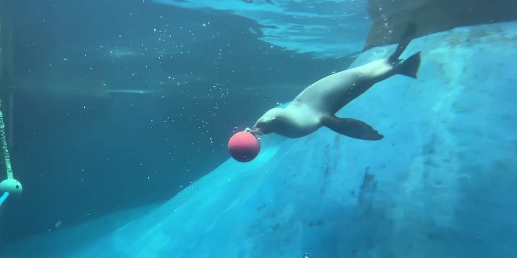 Seals enjoy underwater enrichment puzzle at Melbourne Zoo