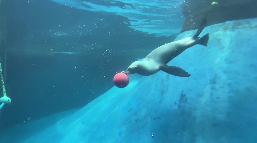 Seals enjoy underwater enrichment puzzle at Melbourne Zoo