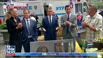 How to raise your own chickens 