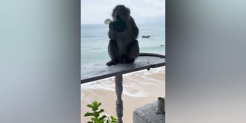 Monkeys steal items from tourists in Bali, Indonesia