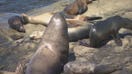 San Diego city council approves permanent closure of Point La Jolla
