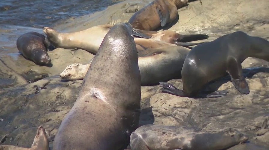 Popular southern California beach indefinitely shut down to protect sea  lions
