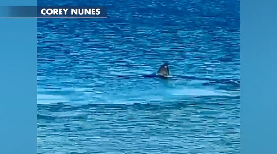 Shark eats seal off Cape Cod beach