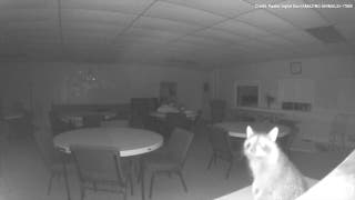 Watch as a curious raccoon ends up in a local church - see the funny video!  - Fox News