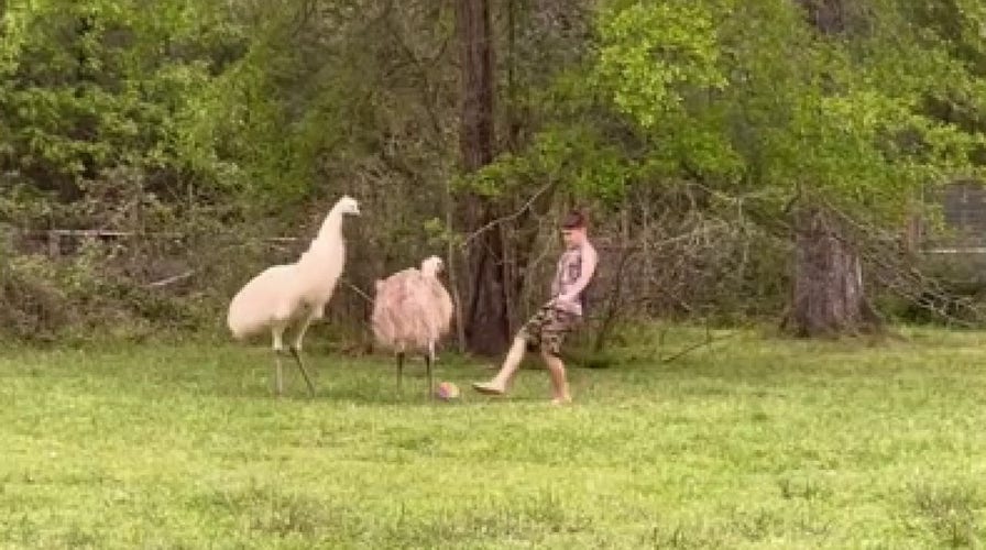 Emus show off impressive ball skills after joining kids’ soccer game