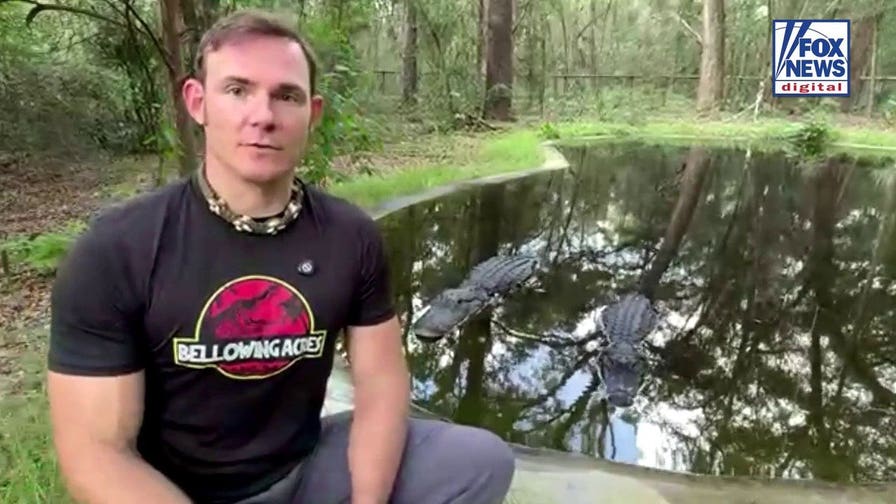 Alligator attack on child was ‘predictable and preventable,’ handler says