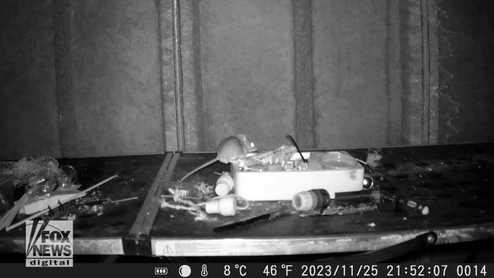 Shocking video shows mouse organizing man's shed in the middle of the night