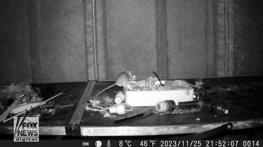 Shocking video shows mouse organizing man's shed in the middle of the night