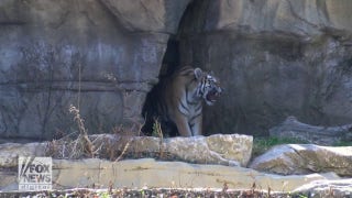 Tiger cubs discover the outdoors after taking first steps in new habitat - Fox News