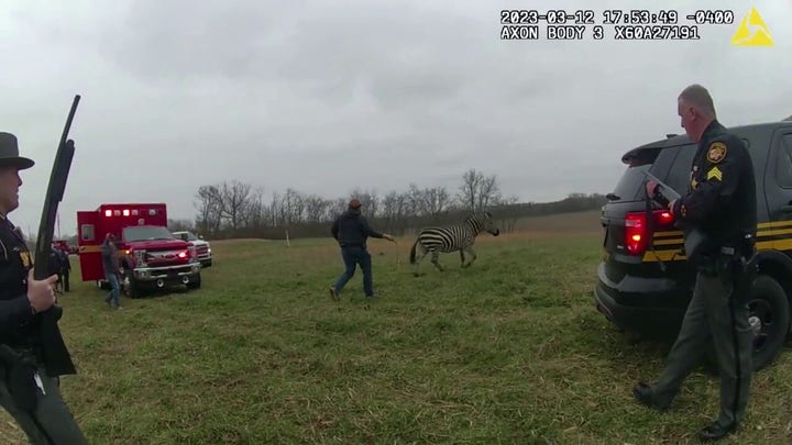 Ohio deputies kill zebra after it mauls man’s arm