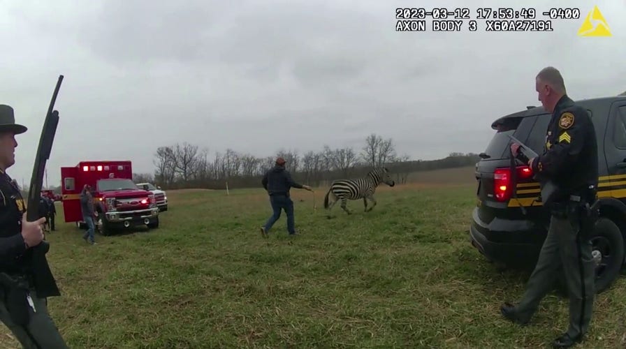 Ohio deputies kill zebra after it mauls man’s arm