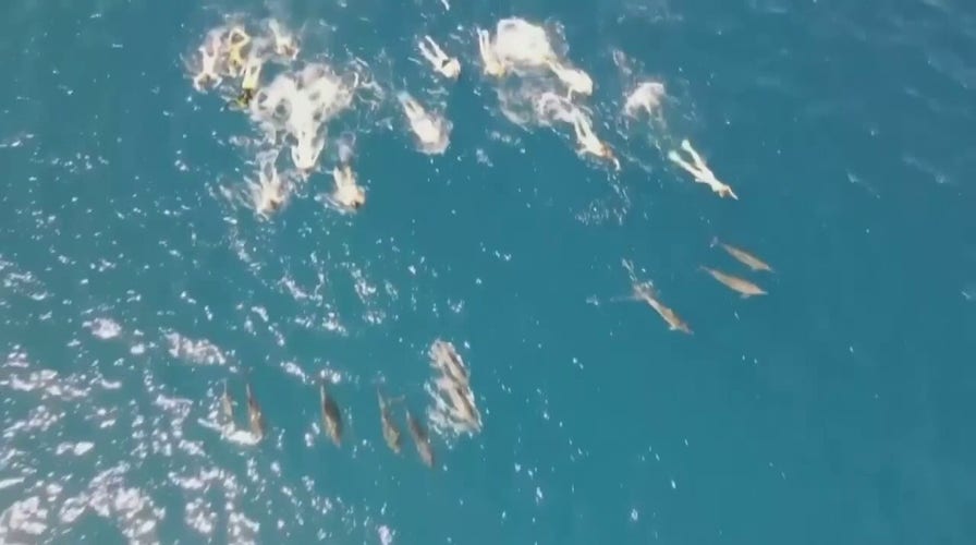33 swimmers in Hawaii harassed pod of dolphins, authorities say