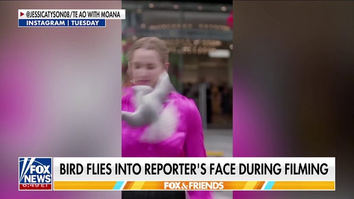Large bird flies into reporter's face while she's filming