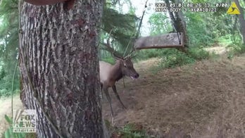 Washington deputies rescue elk with antlers trapped in broken swing