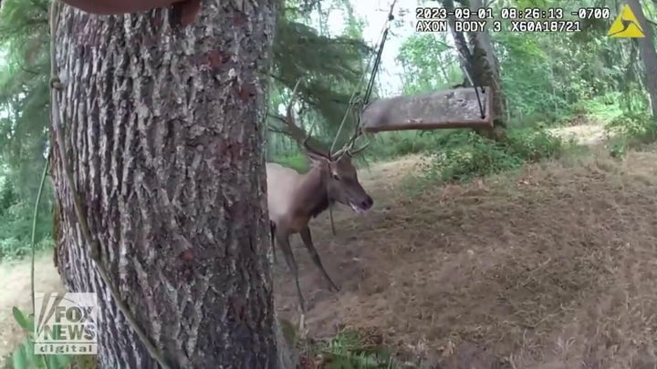 Washington deputies rescue elk with antlers trapped in broken swing