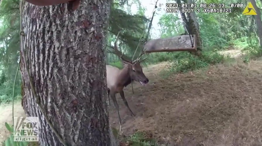 Washington deputies rescue elk with antlers trapped in broken swing