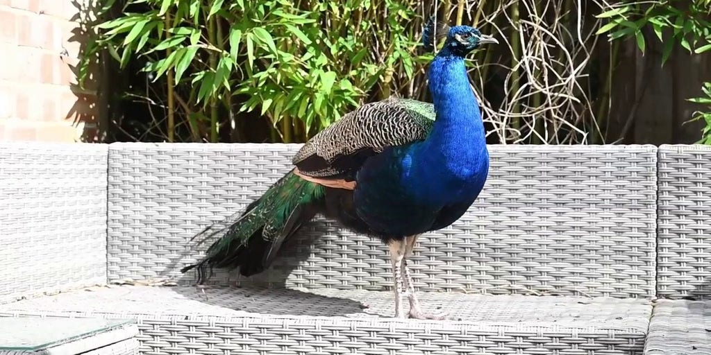 Residents divided as hungry visitor returns daily, refusing to leave