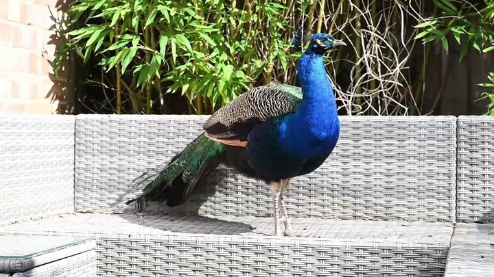 Residents divided as hungry visitor returns daily, refusing to leave