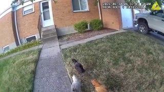 Police officers in Ohio called to wrangle loose chickens - Fox News