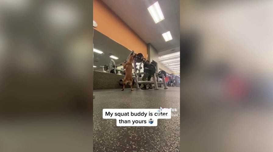 'Squat buddy' dog 'works out' with its owner at gym