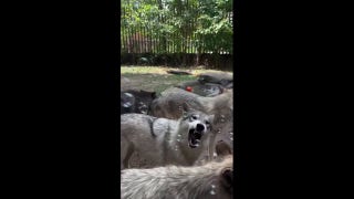 Playful wolf pups have fun chasing bubbles at Memphis Zoo - Fox News