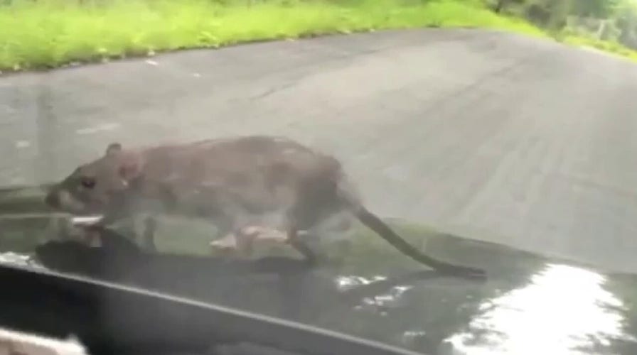 Watch man's hilarious reaction to finding large NYC rat walking on