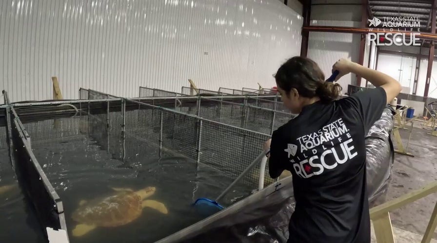 Texas State Aquarium turtle rehabilitation in Port Corpus Christi