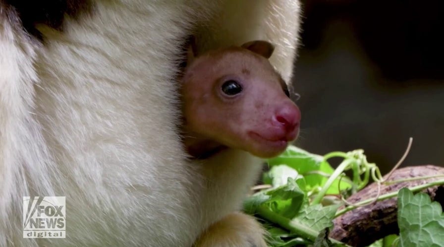 Tree kangaroo makes debut appearance at local zoo