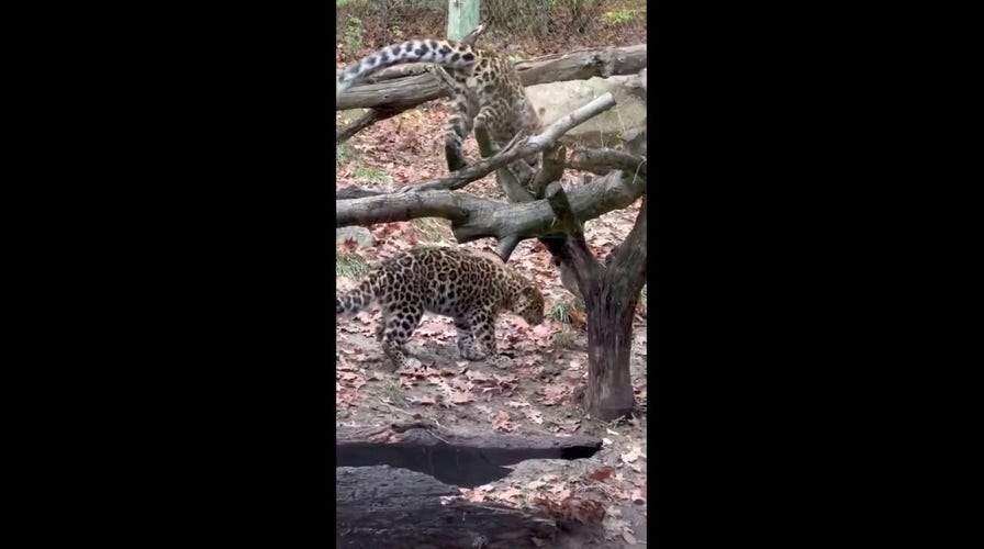 Leopard siblings at the Pittsburgh Zoo were caught on video as one sneaks up on the other