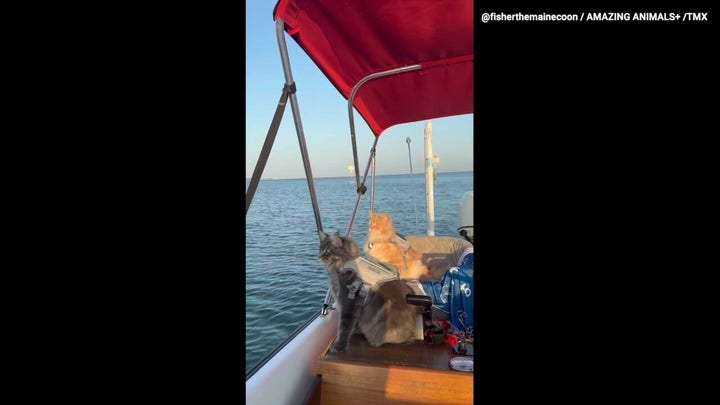 Anchors aweigh! Watch as two Maine Coon cats set sail 