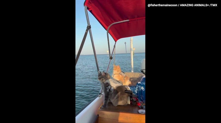 Anchors aweigh! Watch as two Maine Coon cats set sail 