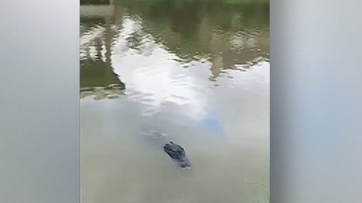 &nbsp; &nbsp; Dad saves kids from 600-pound alligator in Texas