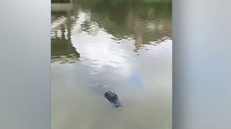 &nbsp; &nbsp; Dad saves kids from 600-pound alligator in Texas