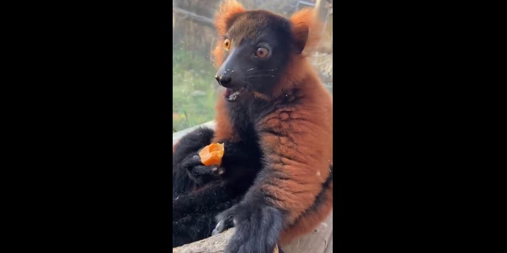 Baby lemur charms visitors while munching on fruity snack at Kansas City Zoo