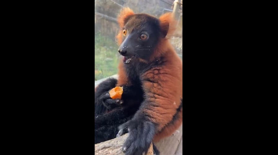 Baby lemur charms visitors portion    munching connected  fruity snack astatine  Kansas City Zoo