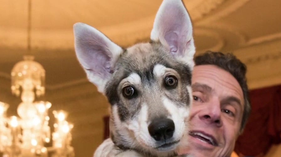 Cuomo reportedly wants to leave his dog behind