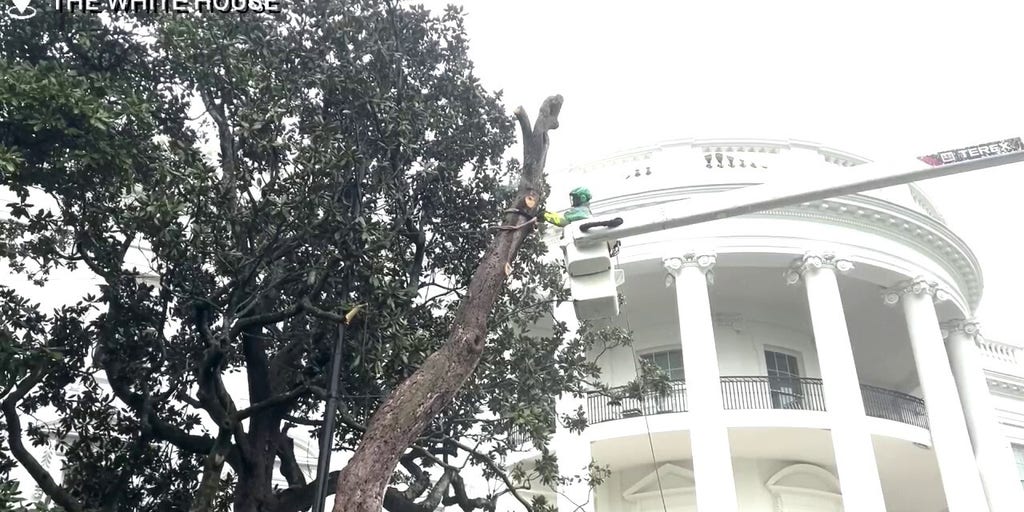 'Jackson tree' on White House grounds in 'terrible shape' is chopped down for safety reasons, new tree to be planted