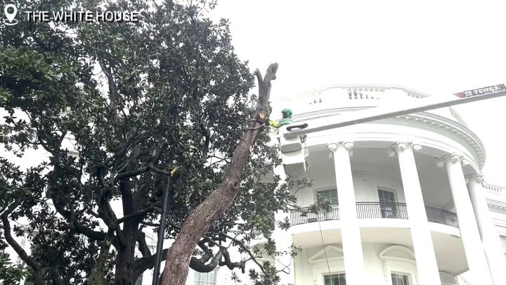 'Jackson tree' on White House grounds in 'terrible shape' is chopped down for safety reasons, new tree to be planted