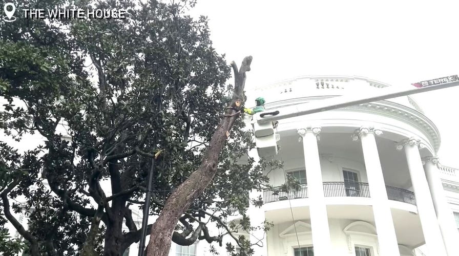 'Jackson tree' on White House grounds in 'terrible shape' is chopped down for safety reasons, new tree to be planted